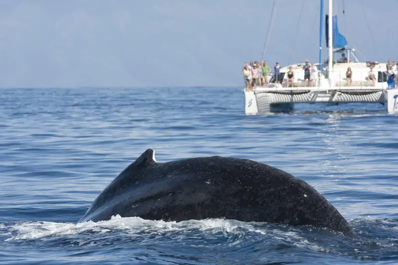 crossing the atlantic by catamaran